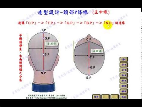 頭部七條基準線|黃思恒編製數位美髮影片